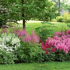 Bu scabiosa seeds from swallowtail garden seeds. Cut Flowers For Shady Areas Vtwctr