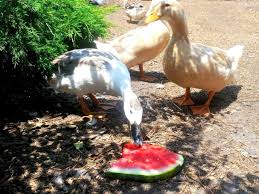 Maybe you would like to learn more about one of these? Treat Your Ducks Hgtv