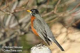 Birds Of Northern Michigan Michigan Male American Robin Click To See All State Birds State Birds American Robin Michigan