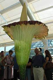 Titan Arum The Largest Tropical Flower On Earth Titan Arum Tropical Flowers Unusual Flowers