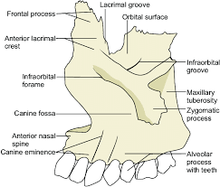 Image result for Maxillary Bone