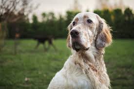  click for details  Home Southwest English Setter Rescue