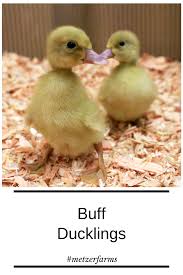 Our Buff Or Buff Orpington Ducklings Are A Fan Favorite For Their Tan Coloring They Are A Great Utility Duck Meaning Ducklings Buff Orpington Poultry Breeds