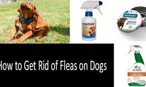 How To Get Rid Of Fleas On Dogs The 8 Best Pills Drops And Collars 2021
