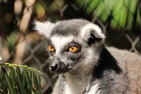 This isolation led to the development of a unique endemic fauna. Lemur Animal Ring Tailed Lemur Lemur Catta Species Of Primate Lemuriformes Madagascar Animals Pikist