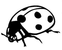 Aber kann man die tatsache leugnen,. Marienkafer Naturstrolche