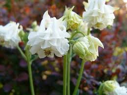 Image result for Aquilegia vulgaris Tower Mix