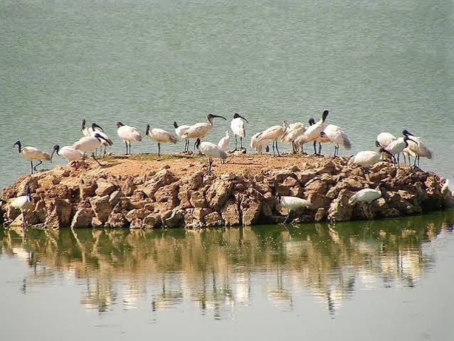 Porbandar Bird Sanctuary