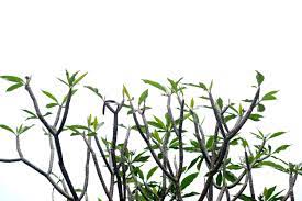 You can apply the fertilizer at the same time you water, watering until it runs from the bottom drain holes. Plumeria Pruning Techniques Learn How To Get Plumeria To Branch