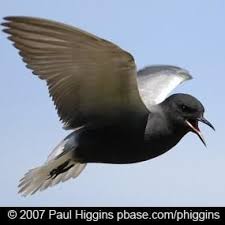 Black Bird With Blue Neck Ontario The Elegant Black Tern Birdnote Sea Birds Ontario Birds Beautiful Birds