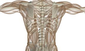 The space between the ribs is called the intercostal space. Back Muscles Anatomy Function Treatment