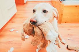 Let S Talk Dog Chewing Why Do Dogs Chew In The First Place And What Can You Do To Control It Is Dog Chewing Ever A Sign Of S Dog Chews