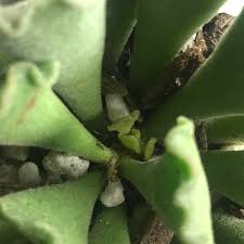 This plant is very rare and very easy to take care of. Little Baby Key Lime Pie Leaves Succulents