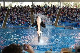 Mandi Castro (aquajawa)