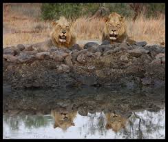 Our website is made possible by displaying online advertisements to our visitors. The Matimba Coalition