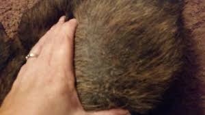 As dog's age, they are most likely to be at risk of developing this type of skin condition. My Dog Has What Appears To Be Dry Skin And Hair Loss On His Lower Back And Tail Only The Skin Has Also Changed Color This Has Been Petcoach