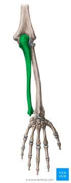 Ulna Elle Anatomie Aufbau Gelenke Bander Klinik Kenhub