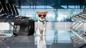 Maybe you would like to learn more about one of these? Which Airlines Allow Pets On Domestic Flights Ixigo Travel Stories