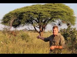 Image result for Newtonia hildebrandtii