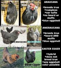 Araucana Ameraucana Or Easter Egger Olive Egger Rainbow Layer What S The Difference Araucana Chickens Easter Eggers Americana Chickens