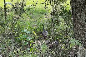 Image result for Green 1986 Fleet