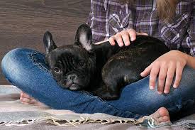 The french bulldog is an easygoing, affectionate, and playful dog that loves their family and gets along well with children. 15 Reasons Why French Bulldogs Or Frenchies Are Irresistible Companions American Kennel Club