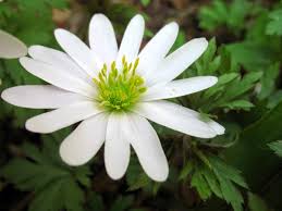 Image result for Andropogon canaliculatus