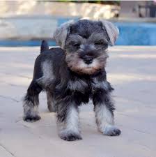 Black And White Schnauzer For Sale Puppy Mini Schnauzer For Sale Schnauzer Schnauzer Breed Schnauzer Puppy