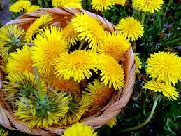 Maybe you would like to learn more about one of these? Sciroppo Di Tarassaco Fatto In Casa Per Tosse E Mal Di Gola Inherba Il Mondo Delle Piante Aromatiche Oli Essenziali Estrazione D Essenze E Rimedi Cure Naturali