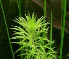 Image result for Mayaca baumii