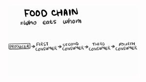 The Food Chain