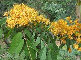 Image result for Englerodendron mengei