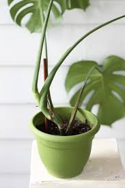 Illustrated Propagation Monstera Deliciosa Leaf And Paw Monstera Deliciosa Monstera Propagating Plants