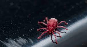 Thousands of dead or dying red crabs washed up onto the sand at huntington beach on june 15, 2015. How To Get Rid Of Tiny Red Bugs Restyled Homes