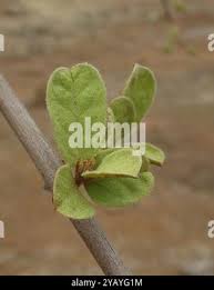 Image result for Combretum hereroense