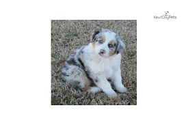 Australian shepherds are highly intelligent, loyal to their families, & affectionate. Expected Litters Australian Shepherd Puppy For Sale Near Tulsa Oklahoma 28454142 2be1