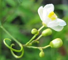 Image result for Cardiospermum corindum