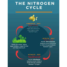 Freshwater Aquarium Water Quality The Nitrogen Cycle Optimal Water Chemistry In 2020 Nitrogen Cycle Fresh Water Fish Tank Freshwater Aquarium