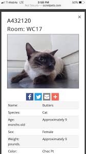 Search for a kitten or cat. Orlando Florida Orange County Animal Siamese Oriental And Snowshoe Sos Cat Rescue And Rehoming Facebook