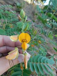 Image result for Aeschynomene megalophylla