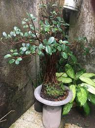 Bonsai 30y O Balete Fig Tree Furniture Home Living Gardening Plants Seeds On Carousell