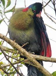 Rwenzori turaco ( ruwenzorornis johnstoni) ioc world bird names, version 9.2: Rwenzori Turaco Ebird