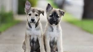 Cute Dogs Honden Schattige Dieren Dieren