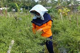 Alat pemetik cili api bahagian kejuruteraan pertanian, jabatan pertanian malaysia. Penyakit Kuning Serang Tanaman Cabai Di Temanggung
