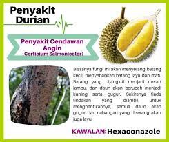 Cara menanam durian montong agar cepat berbuah. Serangan Kulat Pada Tanaman Durian Durian Monthong Tani Facebook
