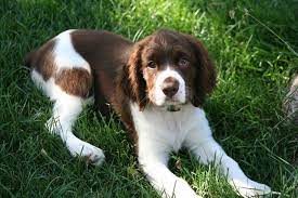 Pin By Scott On English Springer Spaniel Rescue Dogs English Springer Spaniel Rescue Spaniel Rescue Springer Spaniel Rescue