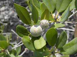 Image result for Manilkara koechlinii