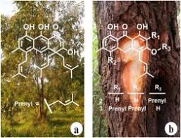 Image result for Harungana madagascariensis