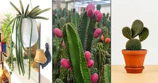 The old lady cactus (mammillaria hahniana) is native to mexico and named for the fine white hairs that cover the bulk of the cactus. 11 Popular Types Of Cactus You Can Easily Grow Balcony Garden Web