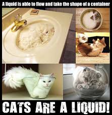 Cats Are A Liquid Cats Funny Cute Cats Cute Animal Memes